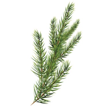 Çam dalları. Noel ağacı dalı. Vektör Vektör
