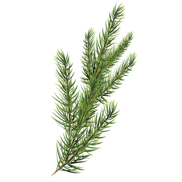Spruce branches. Christmas tree branch. Vector Vector