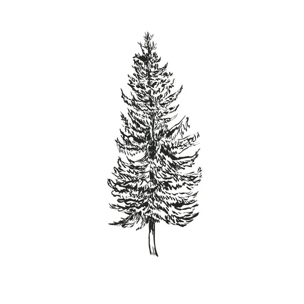 Illustration vectorielle de croquis en sapin d'épinette. Picea abies isolé sur fond blanc — Image vectorielle