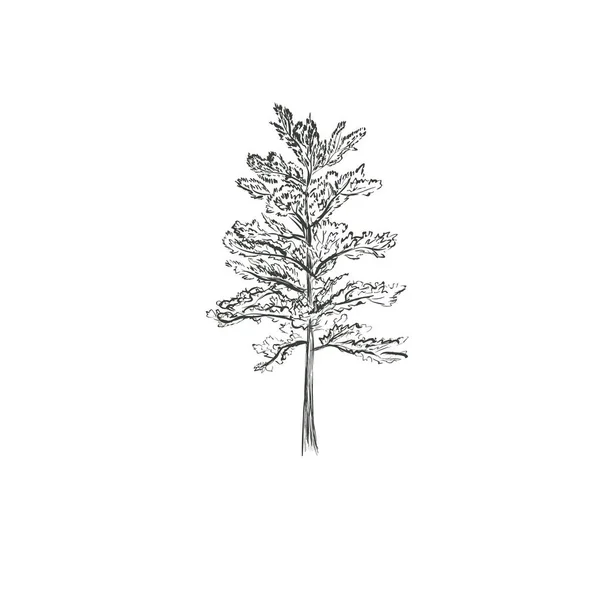 Árbol ilustración bosquejo vector pino sobre un fondo blanco — Vector de stock