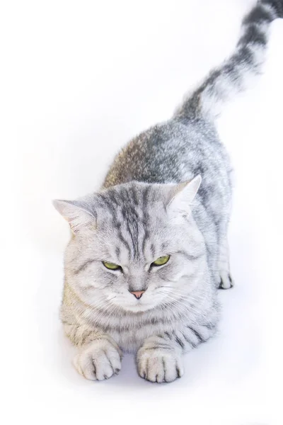 Scottish straight cat ears. Angry gray cat — Stock Photo, Image