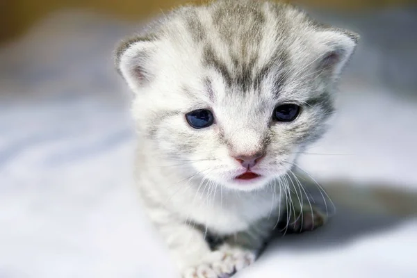 Kitten little newborn baby opened his eyes — Stock Photo, Image