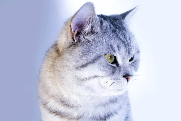 Gatto rigato grigio bellissimo ritratto di un scozzese britannico — Foto Stock