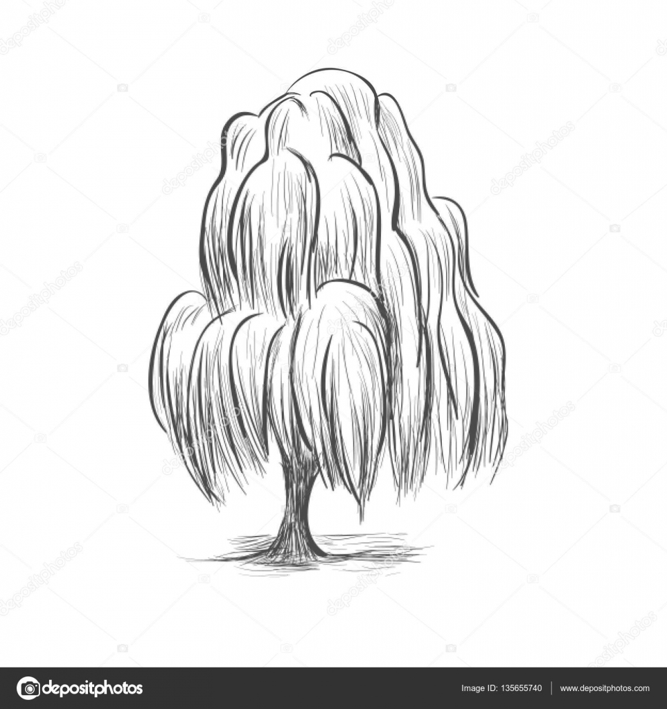 Drawing A Willow Tree Willow Tree Sketch Drawing Vector