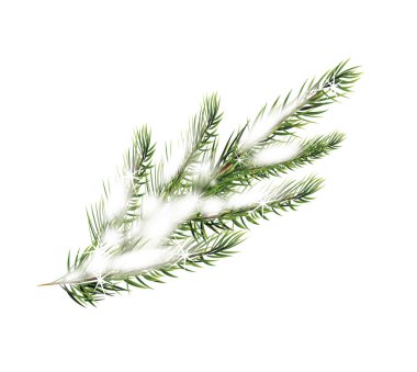 Köknar dalı kar vektör çizim üzerinde beyaz bir arka plan ile