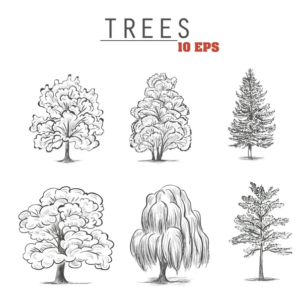 Set sketch trees. Collection trees are deciduous and coniferous species. Vector illustration — Stock Vector