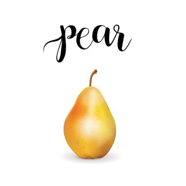 Armut meyve gerçekçi vektör çizim. Beyaz bir arka plan üzerinde armut