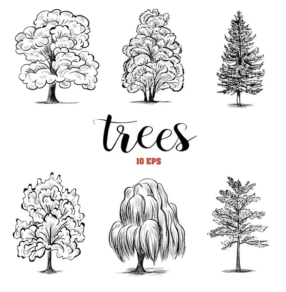 Για να ορίσετε σκίτσο δέντρα. Συλλογή δέντρα είναι είδη φυλλοβόλων και κωνοφόρων. Εικονογράφηση διάνυσμα — Διανυσματικό Αρχείο