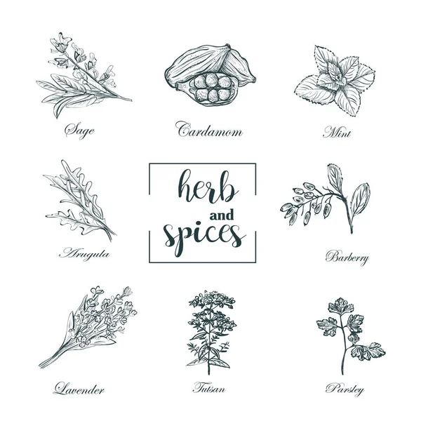 Collection of herbs and spices skech vector. Set herbs — Stock Vector