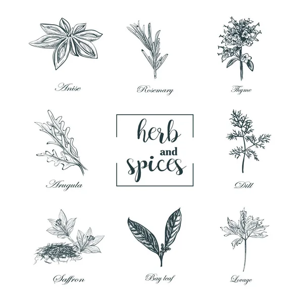 Collection of herbs and spices skech vector. Set  herbs — Stock Vector
