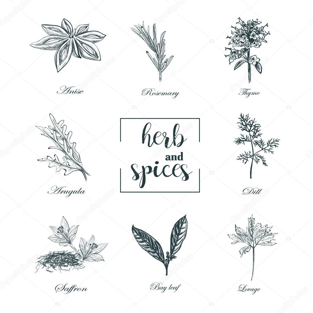Collection of herbs and spices skech vector. Set  herbs