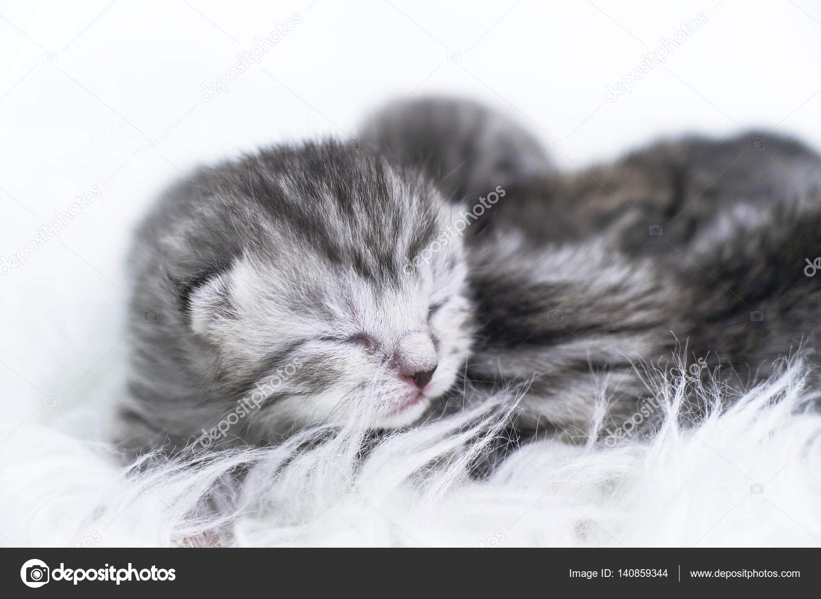 Newborn kittens striped. Blind kittens British, Scottish cat — Stock