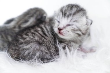 Çizgili newborn yavru kedi. Kör yavru kedi İngiliz, İskoç kedi