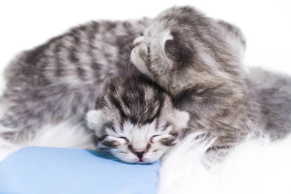 Çizgili newborn yavru kedi. Kör yavru kedi İngiliz, İskoç kedi — Stok fotoğraf