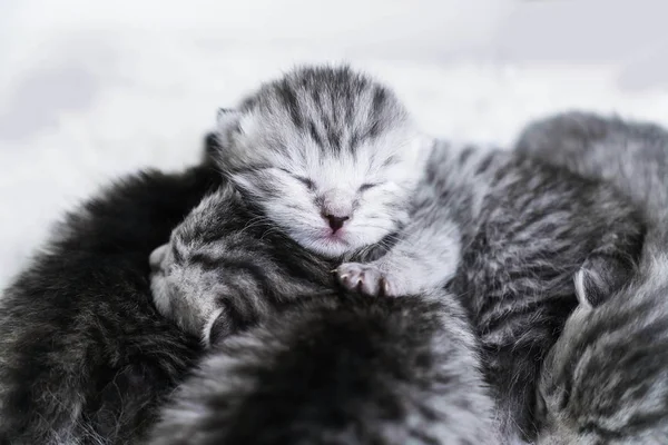 Neugeborene Kätzchen gestreift. blinde Kätzchen britisch, schottische Katze — Stockfoto