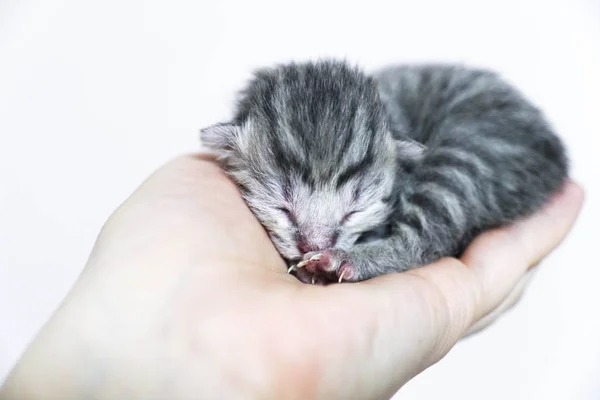 Gatinhos recém-nascidos listrados. Gatinhos cegos Britânico, gato escocês — Fotografia de Stock