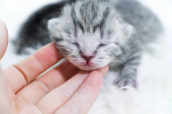 Gatinhos recém-nascidos listrados. Gatinhos cegos Britânico, gato escocês — Fotografia de Stock