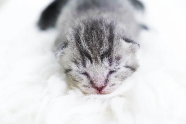 刚出生的小猫条纹。盲目的小猫英国、 苏格兰猫 — 图库照片