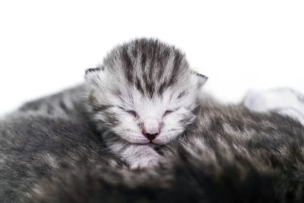 Újszülött cica csíkos. Vak cica brit, skót macska — Stock Fotó