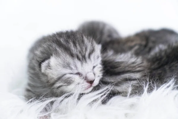 Новорожденные котята в полоску. Слепые котята Британская, Шотландская кошка — стоковое фото