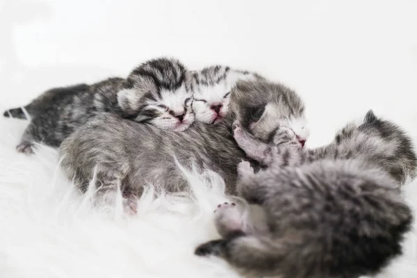 Gatinhos recém-nascidos listrados. Gatinhos cegos Britânico, gato escocês — Fotografia de Stock