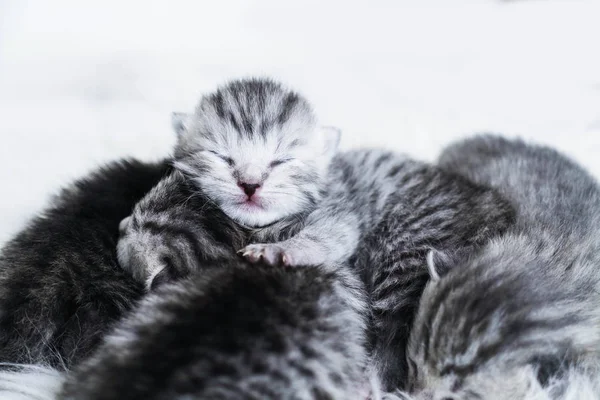 Çizgili newborn yavru kedi. Kör yavru kedi İngiliz, İskoç kedi — Stok fotoğraf