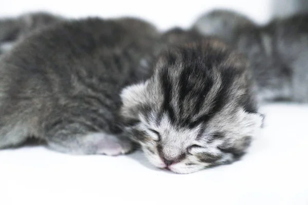 Kociak szary noworodka smutny małe dziecko — Zdjęcie stockowe