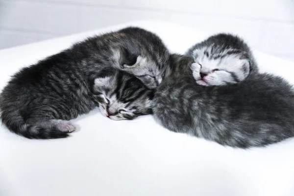 Gatinhos dormindo listrados olhos recém-nascidos fechados — Fotografia de Stock