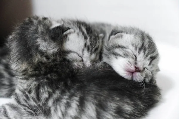 睡觉的小猫条纹新生儿眼睛闭上 — 图库照片