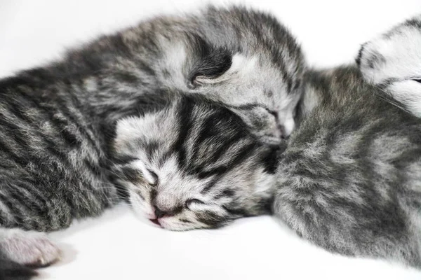 Kätzchen schlafen gestreift neugeborene Augen geschlossen — Stockfoto