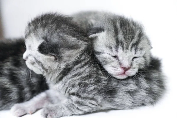 Kittens slapen gestreepte pasgeboren ogen dicht — Stockfoto