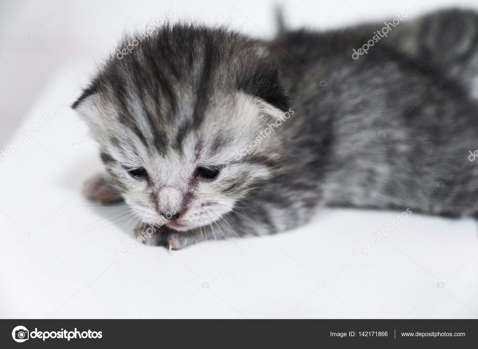 Kitten gray newborn sad little kid Stock Photo by ©alina.88@inbox.ru  142171866