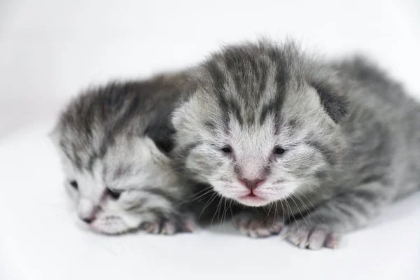 Kätzchen grau neugeboren trauriges kleines Kind — Stockfoto