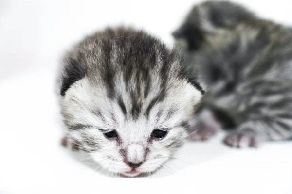 Kätzchen grau neugeboren trauriges kleines Kind — Stockfoto