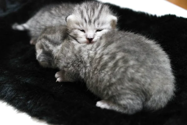 Cica, alszik csíkos újszülött csukott szemmel — Stock Fotó