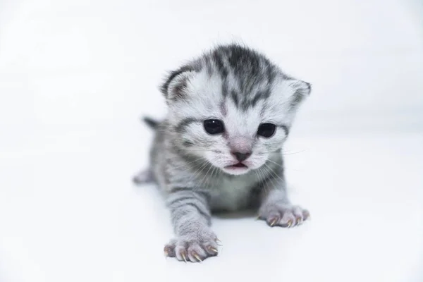 Yavru kedi çizgili kısa saçlı küçük çocuk bebek kedi yavrusu — Stok fotoğraf