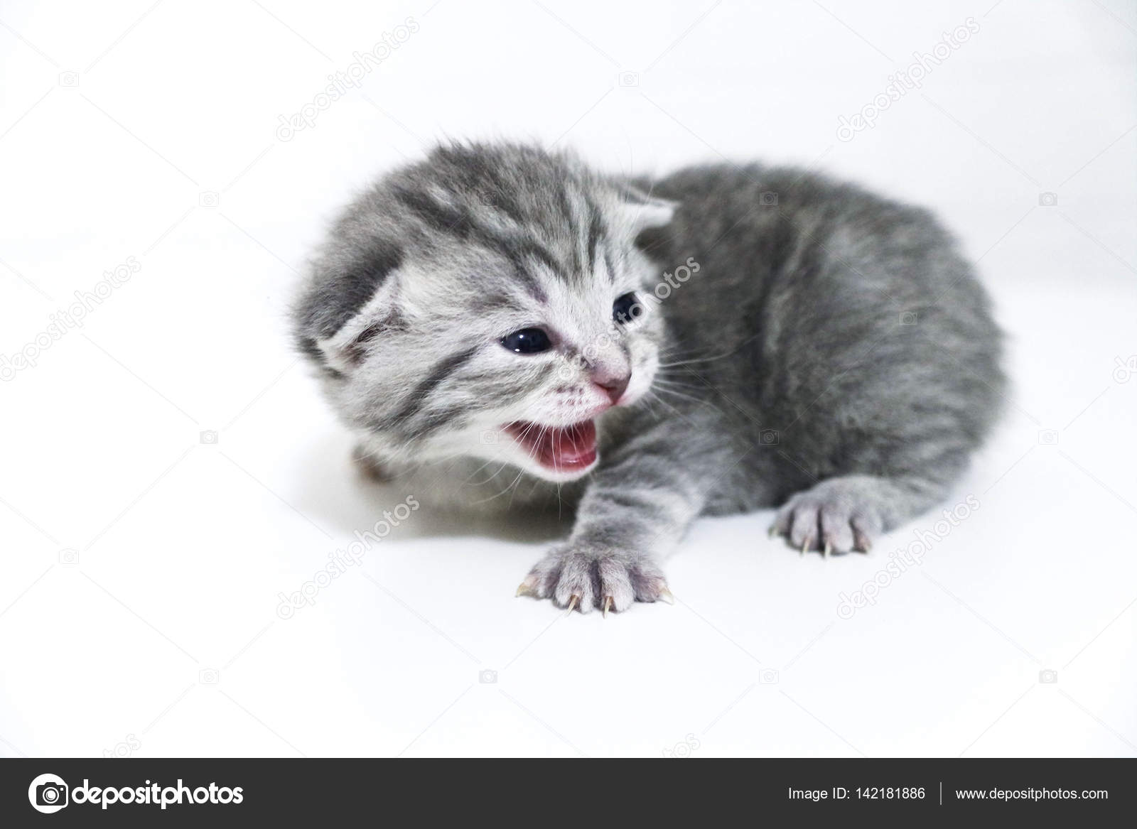 Chaton Raye A Poils Courts Petit Enfant Bebe Chaton Gresille Image Libre De Droit Par Alina Inbox Ru C Chaton Raye A Poils Courts Petit Enfant Bebe Chaton Gresille Image Libre De Droit Par Alina Inbox Ru C