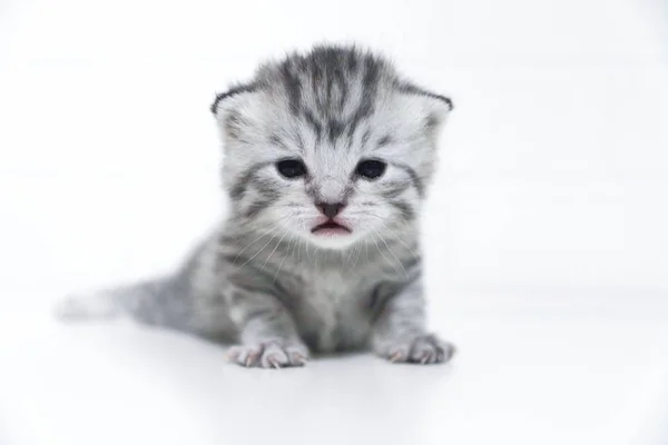 Gatito rayas de pelo corto pequeño niño bebé gatito —  Fotos de Stock