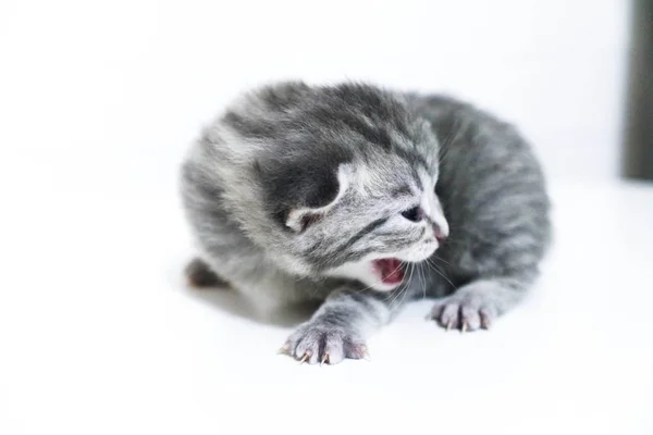 Γατάκι ριγέ με κοντά μαλλιά μικρό παιδί μωρό γατάκι sizzles — Φωτογραφία Αρχείου