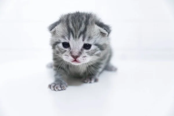 Gatito rayas de pelo corto pequeño niño bebé gatito —  Fotos de Stock