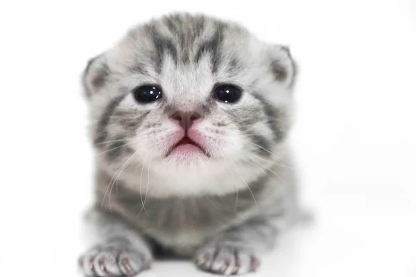 Gatito retrato rayas de pelo corto pequeño niño bebé gatito —  Fotos de Stock