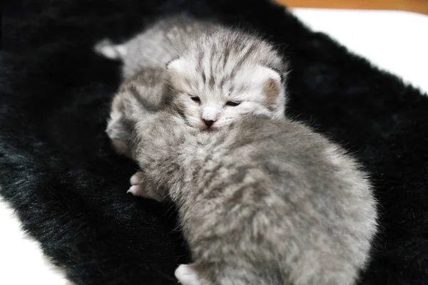 睡觉的小猫条纹新生儿眼睛闭上 — 图库照片