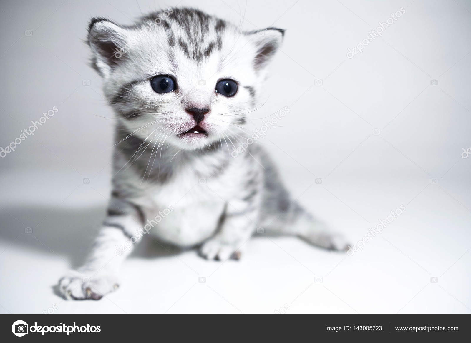 Magnifique Chaton Gris Sur Fond Blanc Photographie Alina Inbox Ru C Magnifique Chaton Gris Sur Fond Blanc Photographie Alina Inbox Ru C