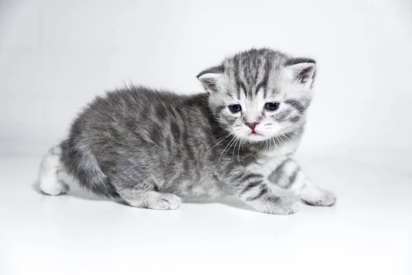 Gestreepte kitten schattig peuter korthaar zilver kleur — Stockfoto