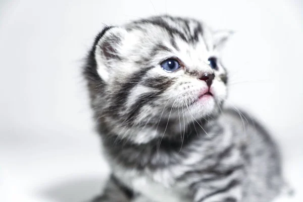 Kitty snorharen voorgrond. Macro-opname van een baby kitten snorharen snor — Stockfoto