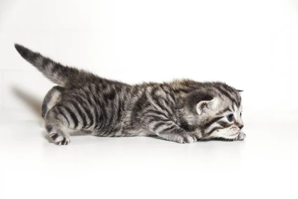 Gattino di colore, razza gattino bambino grigio a strisce. Profilo, vista laterale — Foto Stock