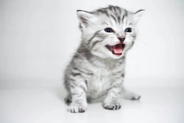 Τα νιαουρίσματα γατάκι φωνάζει καθαρόαιμο γατάκι. Μωρό γατάκι — Φωτογραφία Αρχείου