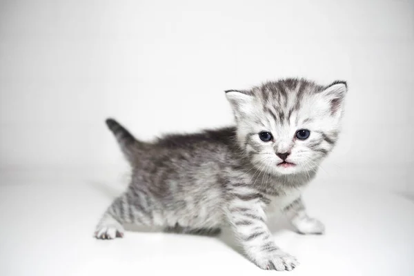 Tatlı küçük bebek kedi yavrusu çizgili kedicik kısa saçlı — Stok fotoğraf