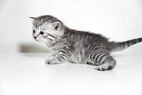 Color kitten, breed striped gray baby kitten. Profile, side view — Stock Photo, Image