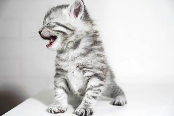 El gatito maullido grita gatito de pura raza. Bebé gatito — Foto de Stock